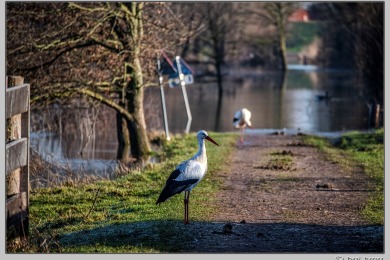 Hoog water in Nijmegen januari 2025