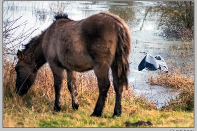 Hoog water in Nijmegen januari 2025