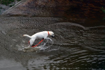 Hoog water in de zomer bij Nijmegen