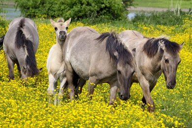 Konikpaarden Bisonbaai bij Nijmegen