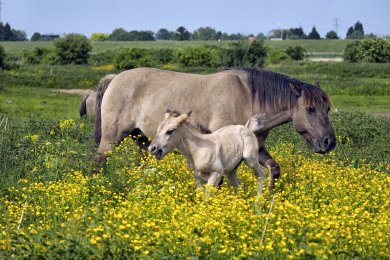 Konikpaarden Bisonbaai bij Nijmegen