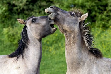 Konikpaarden Bisonbaai bij Nijmegen