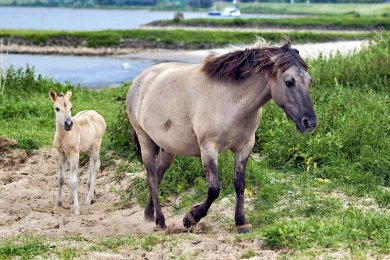Konikpaarden Bisonbaai bij Nijmegen
