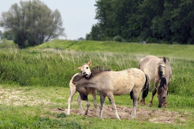 Konikpaarden Bisonbaai bij Nijmegen
