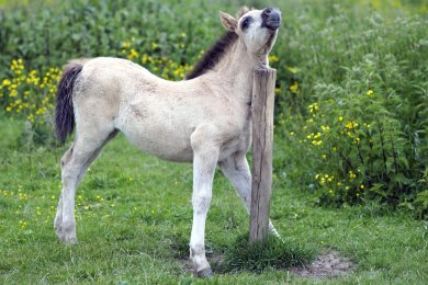 Konikpaarden Bisonbaai bij Nijmegen