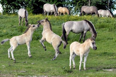 Konikpaarden Bisonbaai bij Nijmegen