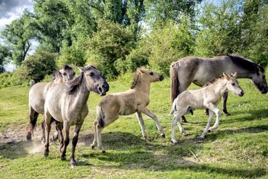Konikpaarden Bisonbaai bij Nijmegen