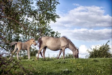 Konikpaarden Bisonbaai bij Nijmegen
