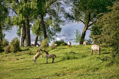 Konikpaarden Bisonbaai bij Nijmegen