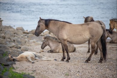 Konikpaarden Bisonbaai bij Nijmegen