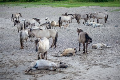 Konikpaarden Bisonbaai bij Nijmegen