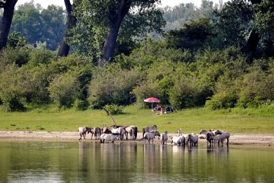 Konikpaarden Bisonbaai bij Nijmegen
