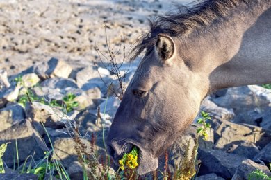 Konikpaarden Bisonbaai bij Nijmegen