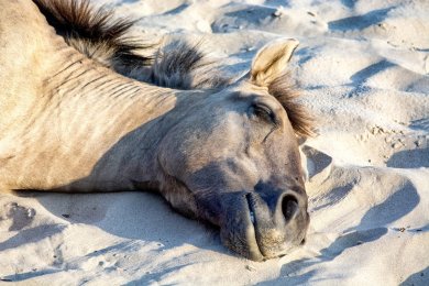 Konikpaarden Bisonbaai bij Nijmegen