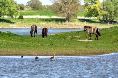 Konikpaarden Bisonbaai bij Nijmegen