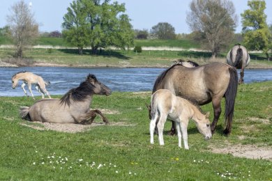 Konikpaarden Bisonbaai bij Nijmegen