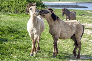Konikpaarden Bisonbaai bij Nijmegen
