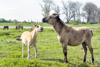 Konikpaarden Bisonbaai bij Nijmegen