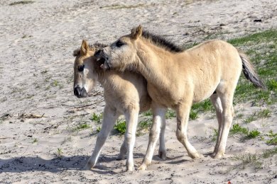 Konikpaarden Bisonbaai bij Nijmegen