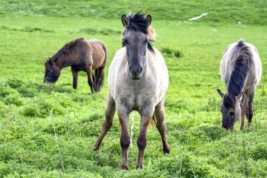 Konikpaarden Bisonbaai bij Nijmegen