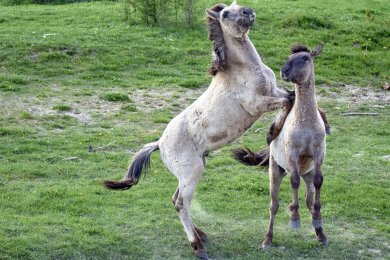 Konikpaarden Bisonbaai bij Nijmegen