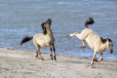 Konikpaarden Bisonbaai bij Nijmegen