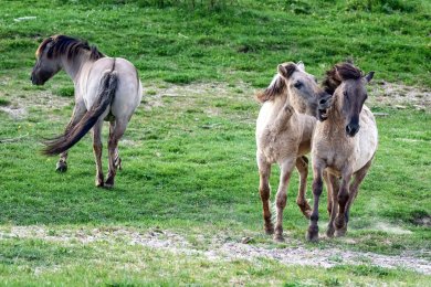 Konikpaarden Bisonbaai bij Nijmegen