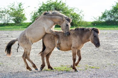 Konikpaarden Bisonbaai bij Nijmegen