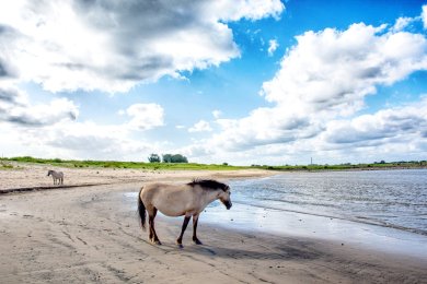 Konikpaarden Bisonbaai bij Nijmegen