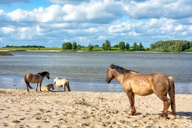 Konikpaarden Bisonbaai bij Nijmegen