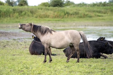 Konikpaarden Bisonbaai bij Nijmegen