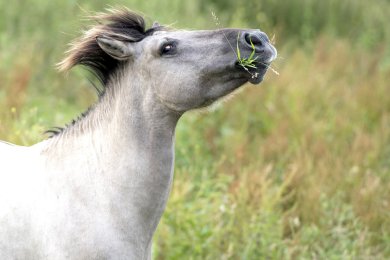 Konikpaarden Bisonbaai bij Nijmegen