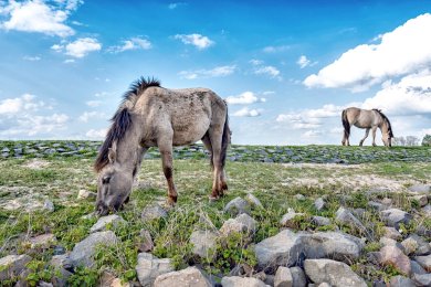 Konikpaarden Bisonbaai bij Nijmegen