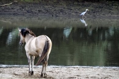 Konikpaarden Ooijpoort bij Nijmegen