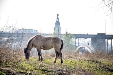 Konikpaarden Ooijpoort bij Nijmegen