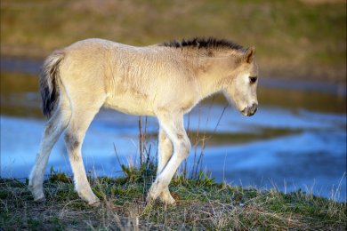 Konikpaarden Ooijpoort bij Nijmegen