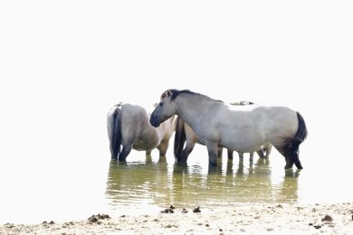 Konikpaarden Ooijpoort bij Nijmegen