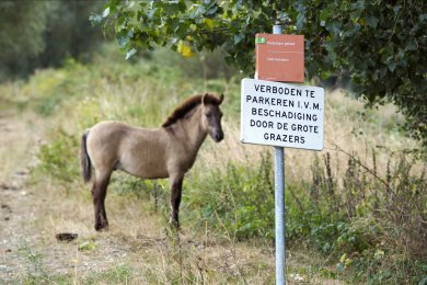 Konikpaarden Ooijpoort bij Nijmegen