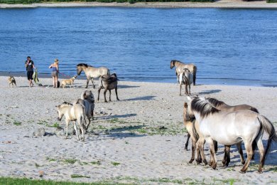 Konikpaarden Ooijpoort bij Nijmegen