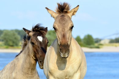 Konikpaarden Ooijpoort bij Nijmegen