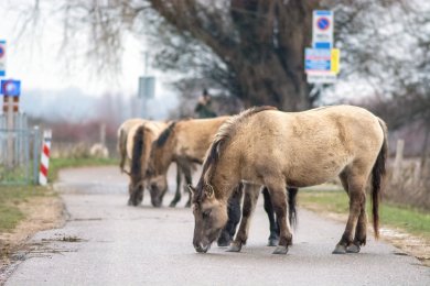 Konikpaarden Ooijpoort bij Nijmegen