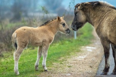 Konikpaarden Ooijpoort bij Nijmegen