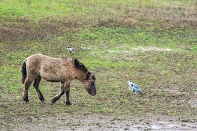 Konikpaarden Ooijpoort bij Nijmegen