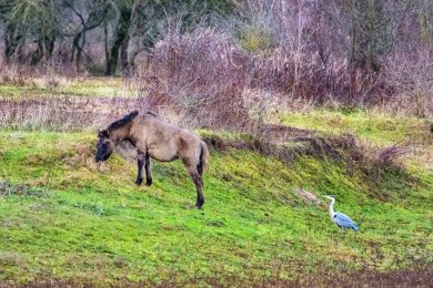 Konikpaarden Ooijpoort bij Nijmegen