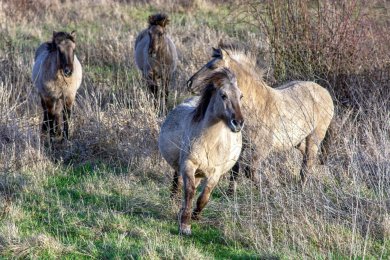 Konikpaarden Ooijpoort bij Nijmegen