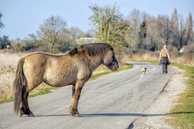 Konikpaarden Ooijpoort bij Nijmegen