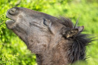 Konikpaarden Ooijpoort bij Nijmegen