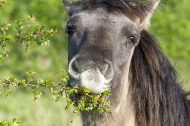 Konikpaarden Ooijpoort bij Nijmegen