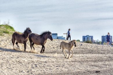 Konikpaarden Ooijpoort bij Nijmegen