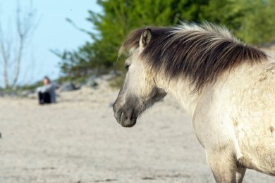 Konikpaarden Ooijpoort bij Nijmegen
